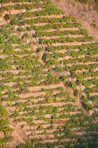 Viñedos, Ribeira Sacra, Galicia
