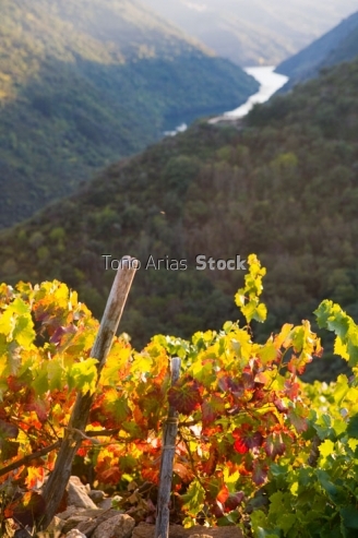 Viñedos, Ribeira Sacra, Galicia