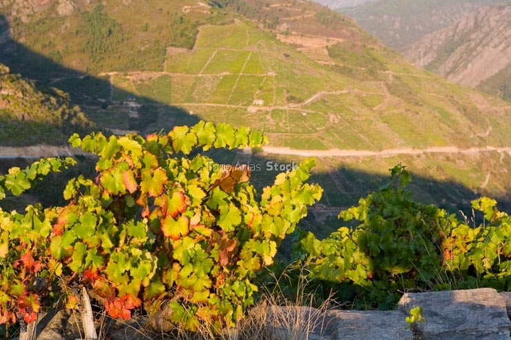 Viñedos, Ribeira Sacra, Galicia