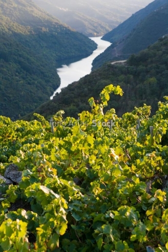 Viñedos, Ribeira Sacra, Galicia
