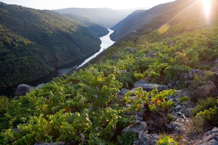Viñedos, Ribeira Sacra, Galicia