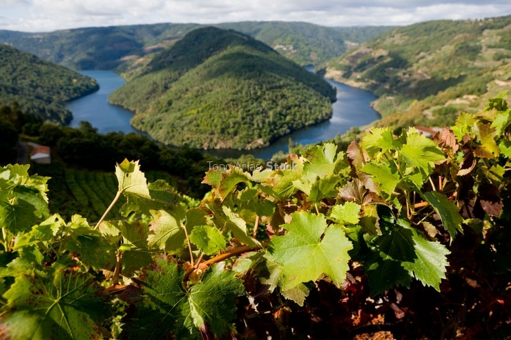 Viñedos, Ribeira Sacra, Galicia