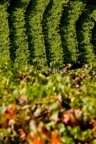 Viñedos, Ribeira Sacra, Galicia