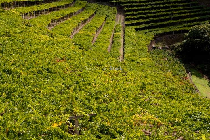 Viñedos, Ribeira Sacra, Galicia