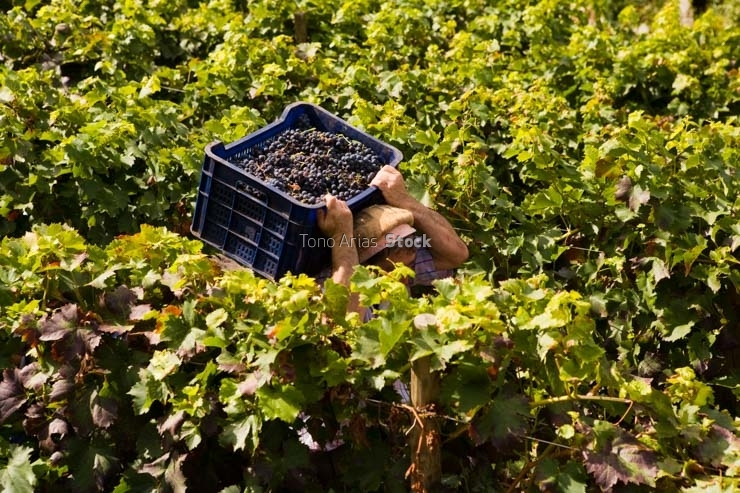 Viñedos, Ribeira Sacra, Galicia