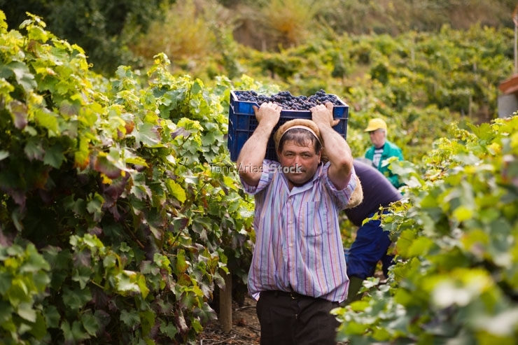 Viñedos, Ribeira Sacra, Galicia