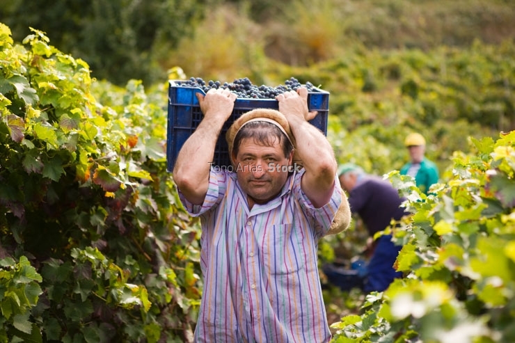 Viñedos, Ribeira Sacra, Galicia