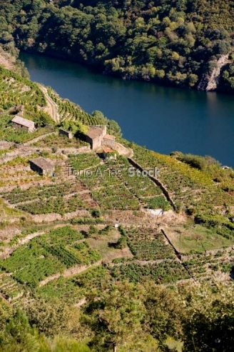 Viñedos, Ribeira Sacra, Galicia