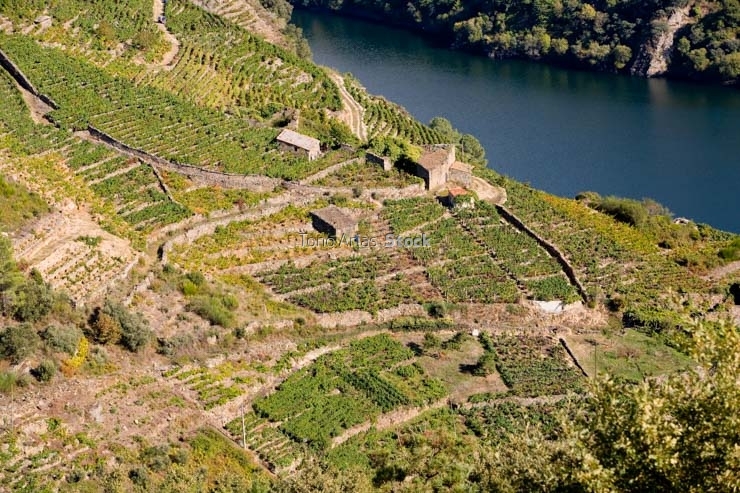 Viñedos, Ribeira Sacra, Galicia