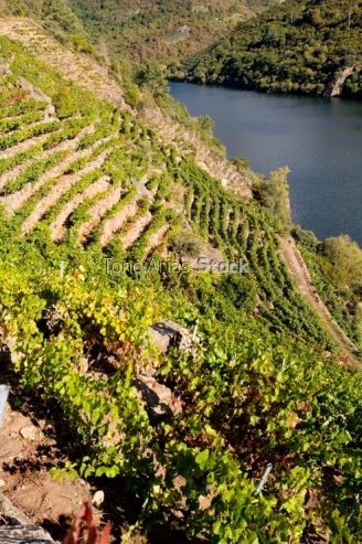 Viñedos, Ribeira Sacra, Galicia