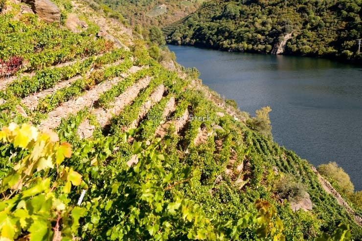 Viñedos, Ribeira Sacra, Galicia