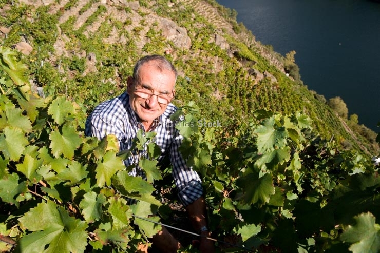 Viñedos, Ribeira Sacra, Galicia