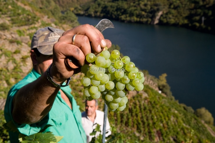 Viñedos, Ribeira Sacra, Galicia