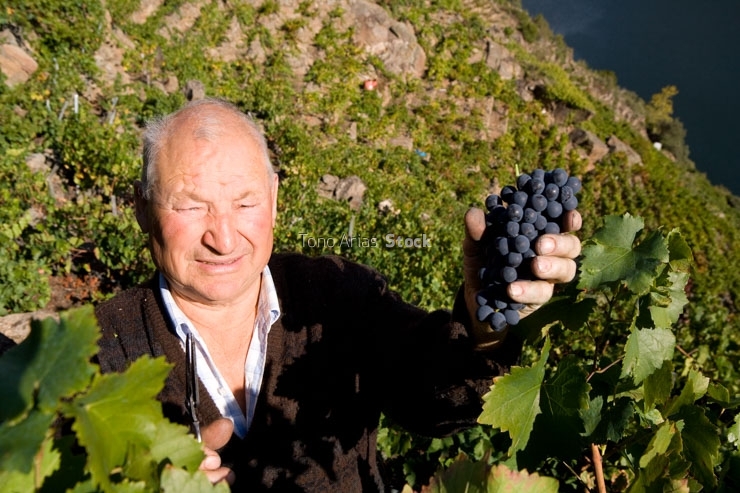 Viñedos, Ribeira Sacra, Galicia