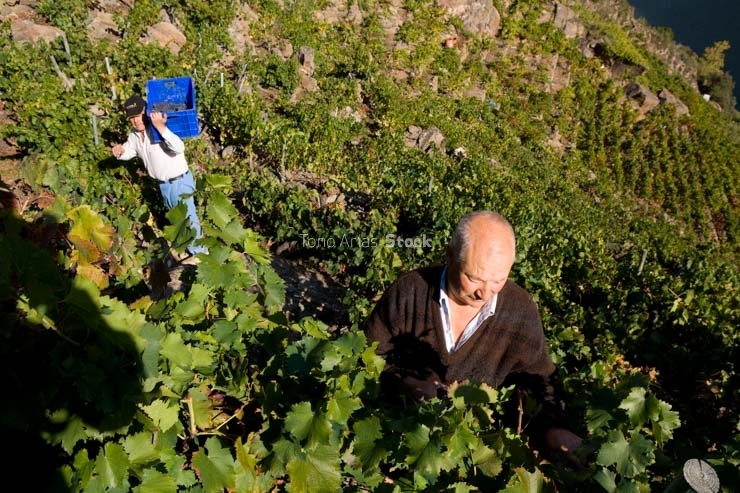 Viñedos, Ribeira Sacra, Galicia