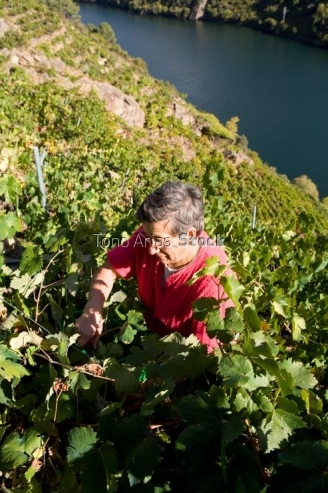 Viñedos, Ribeira Sacra, Galicia