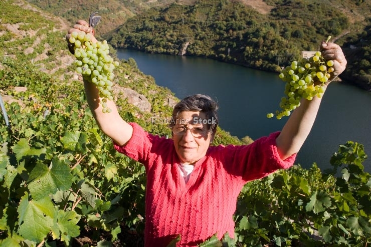 Viñedos, Ribeira Sacra, Galicia