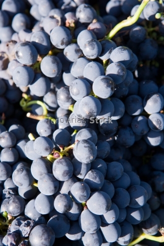 Viñedos, Ribeira Sacra, Galicia