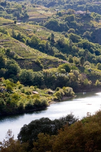 Viñedos, Ribeira Sacra, Galicia