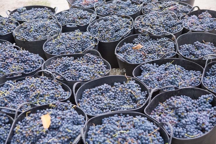 Viñedos, Ribeira Sacra, Galicia