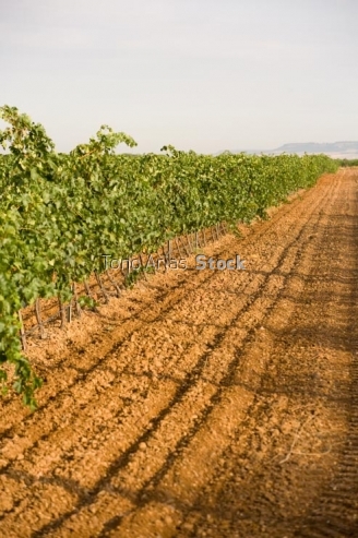viñedos,Rueda, provincia de Valladolid, Castilla y León