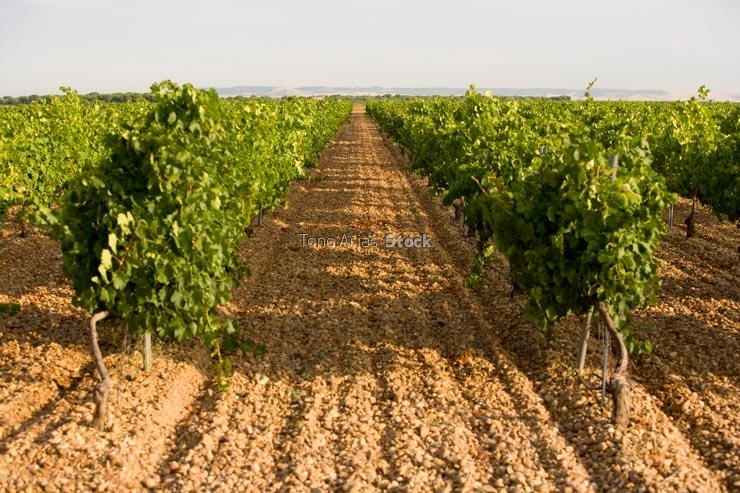 viñedos,Rueda, provincia de Valladolid, Castilla y León