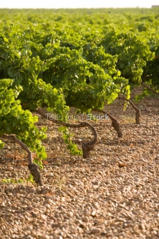 viñedos,Rueda, provincia de Valladolid, Castilla y León