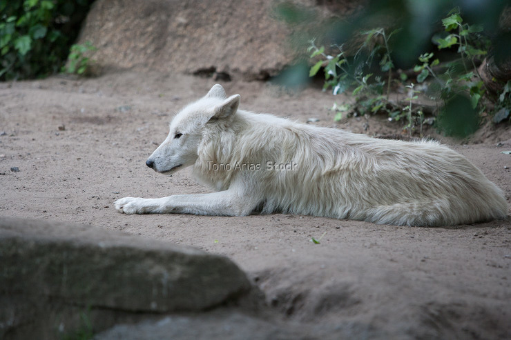 Zoo Berlín Alemania