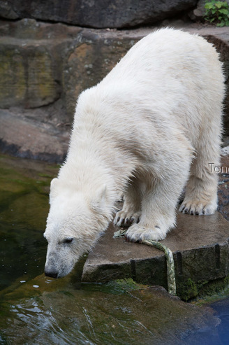 Zoo Berlín Alemania